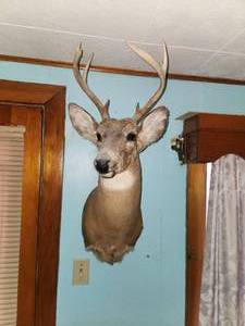 lot 63 image: 8 Point Buck Deer Head Mount
