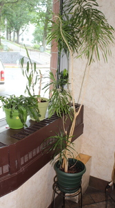 lot 94 image: Plant Lot