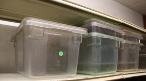lot 344 image: Food Storage Bins and Lids