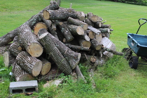 lot 124 image: Fire Wood Pile